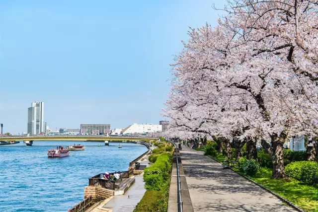 隅田川のお花見