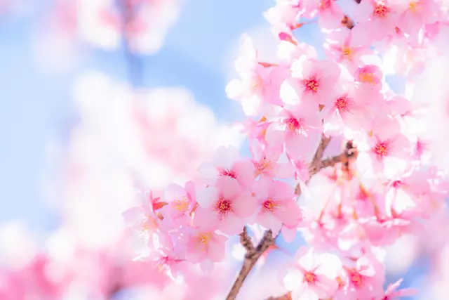 桜